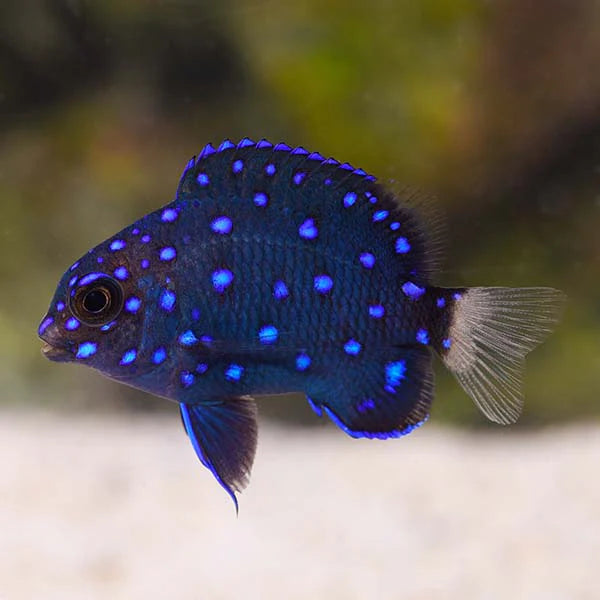 Jewel damsel