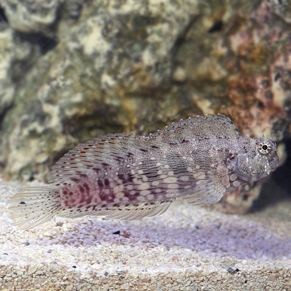 Lawnmower blenny