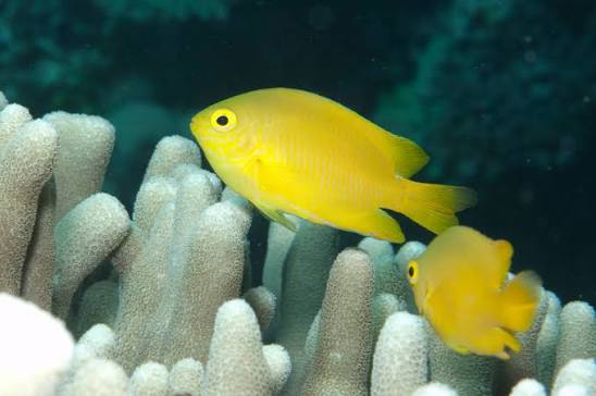 Lemon Damsel