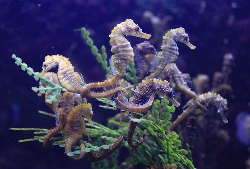 Lined Seahorse - Captive-Bred - Hippocampus erectus