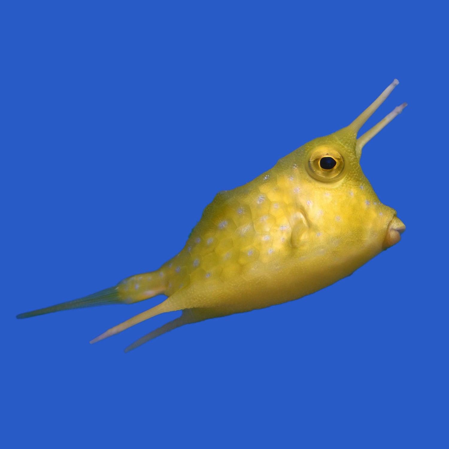 Yellow Long Horn Cowfish