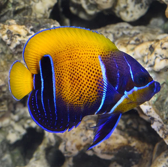 Majestic Angel (Captive Bred)