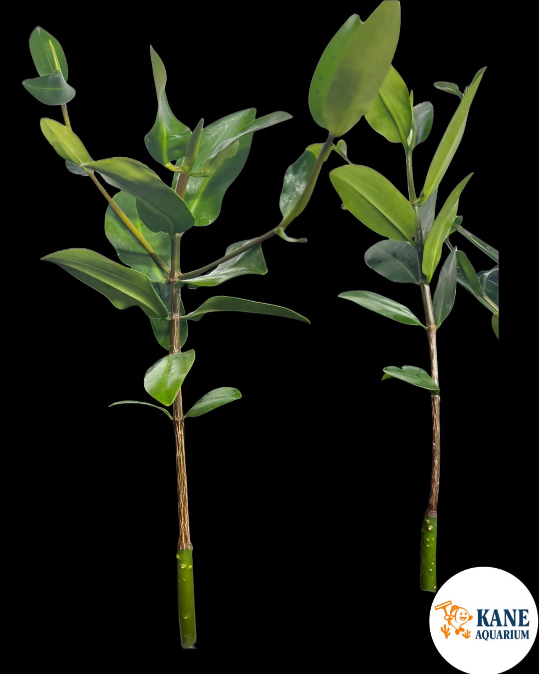 Saltwater Mangroves