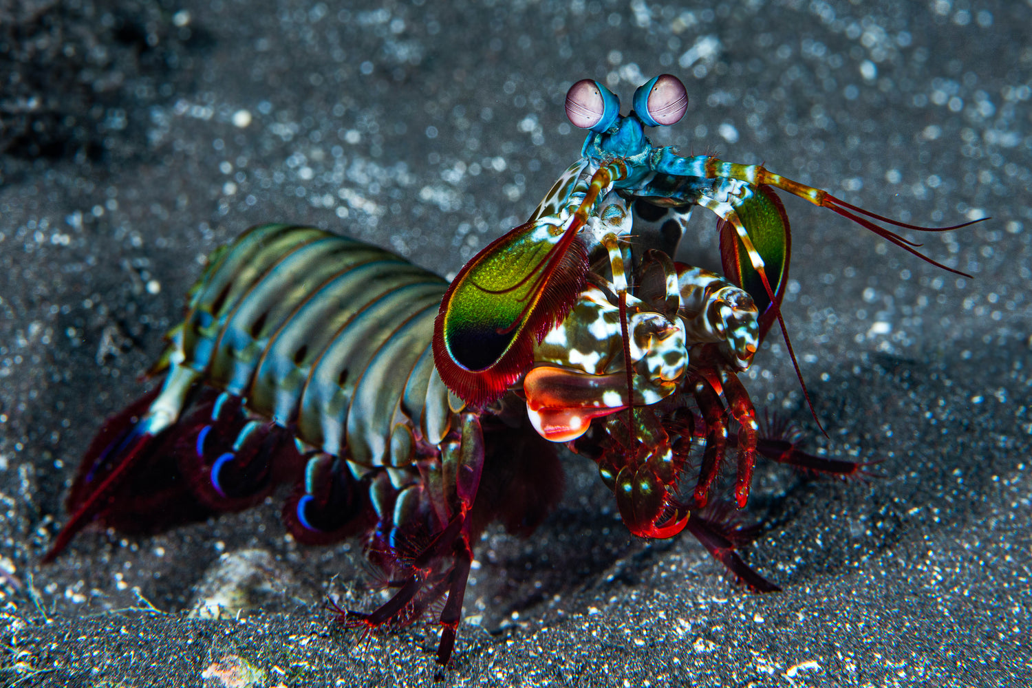 Mantis Shrimp