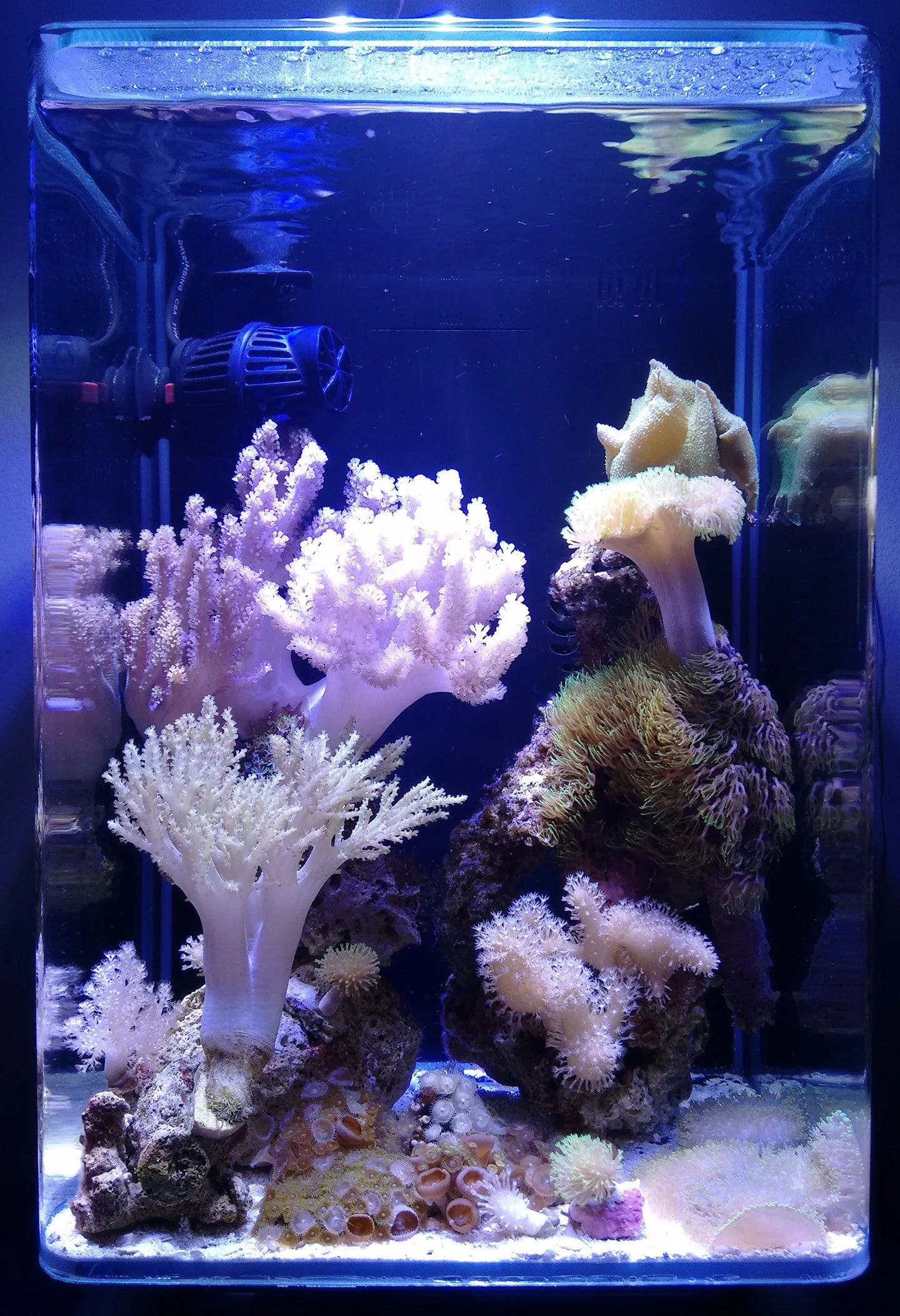 AIO 5 gallons Reef System
