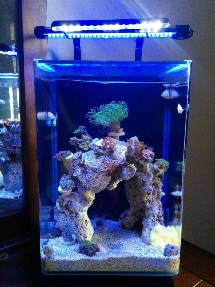 AIO 5 gallons Reef System