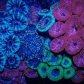 Acan lord (Micromussa)