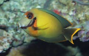 Mimic Tang