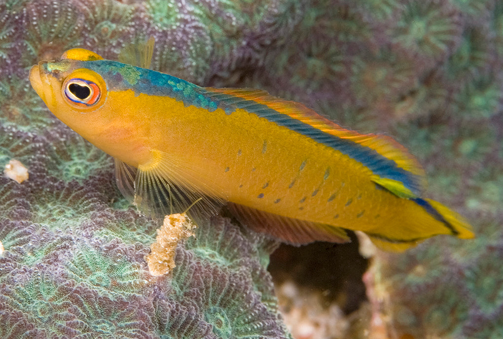 Stallon Dottyback