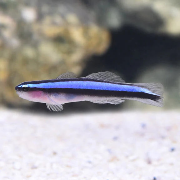 Neon goby bluestripe