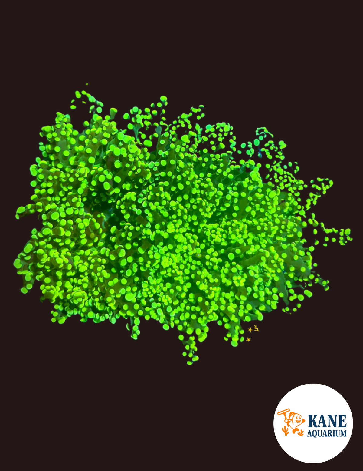 Neon Green Octospawn