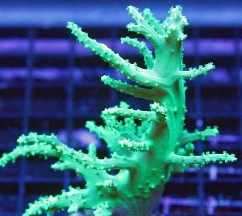 Green Nephea leather coral