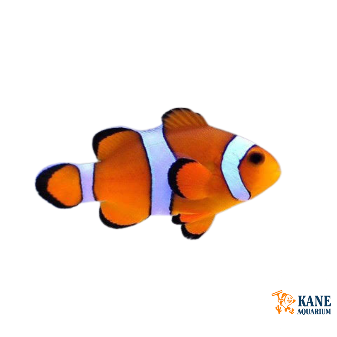 Ocellaris Clownfish Orange
