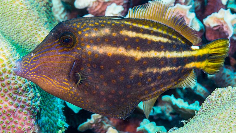Orange Spotted Filefish (Carribean)