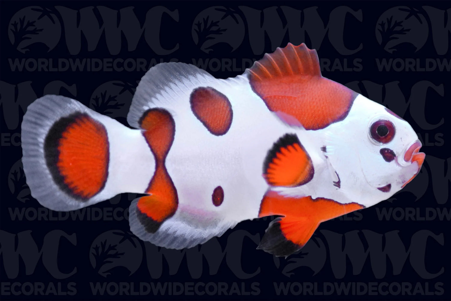 Orange Storm Clownfish