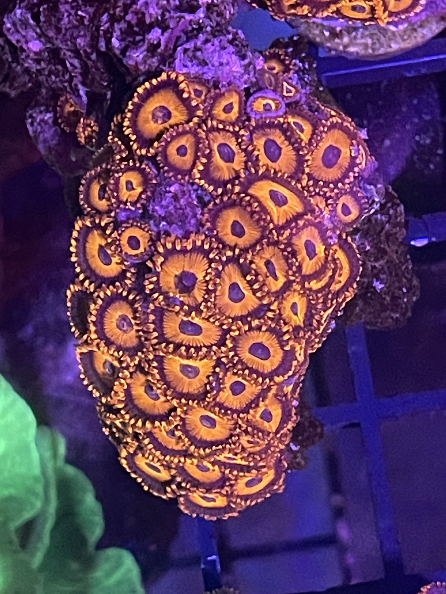 Orange and blue eye Zoa (Orange Oxide)