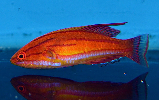 Red Tailed Flasher Wrasse