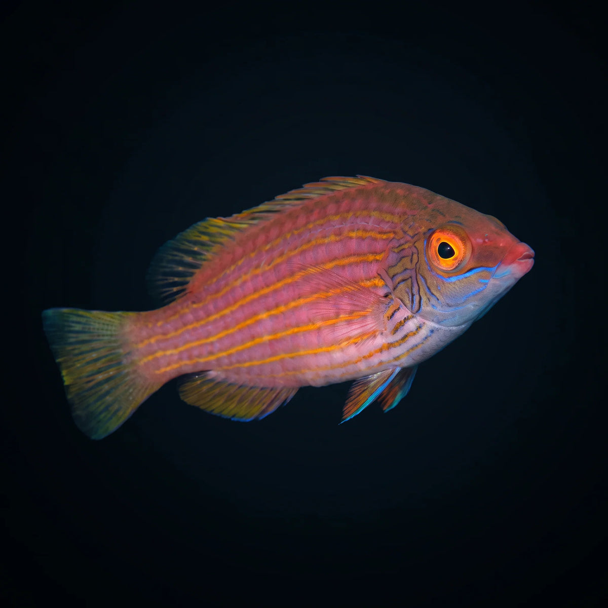 pink streaked wrasse