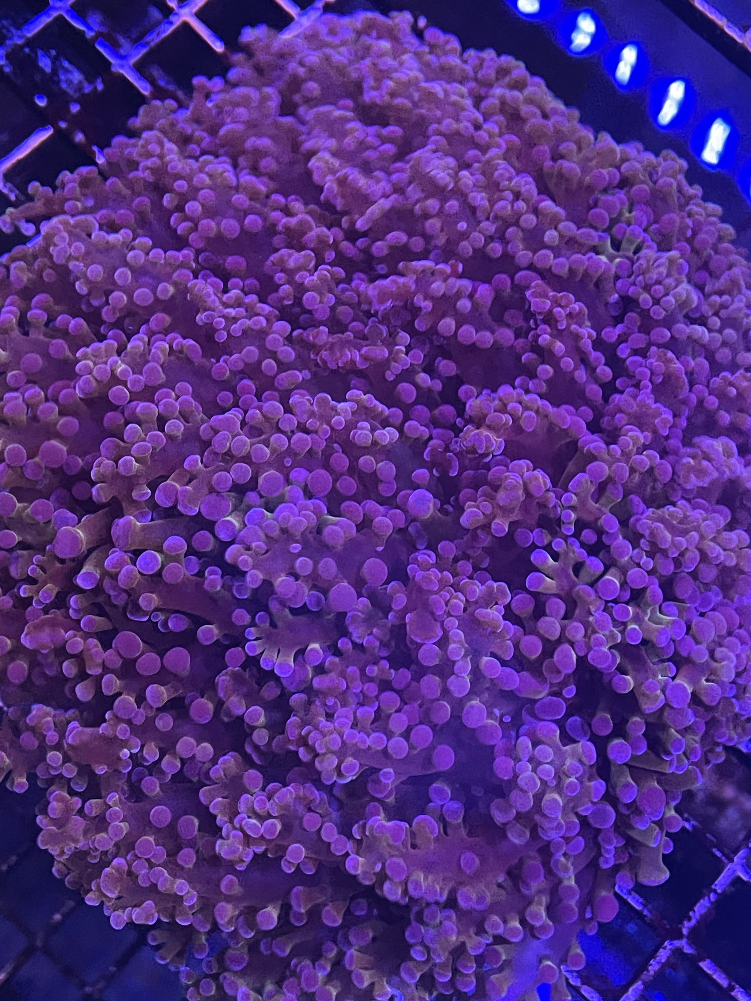 Purple Frogspawn