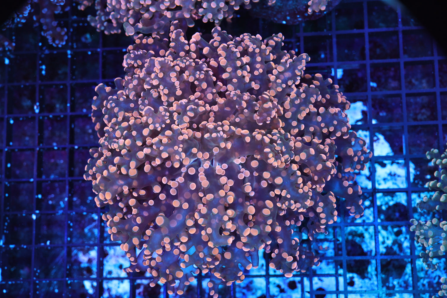 Pink Frogspawn colony