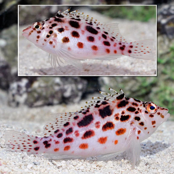Pixy Hawkfish