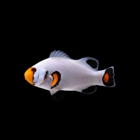 Platinum Clownfish (Captive Bred)