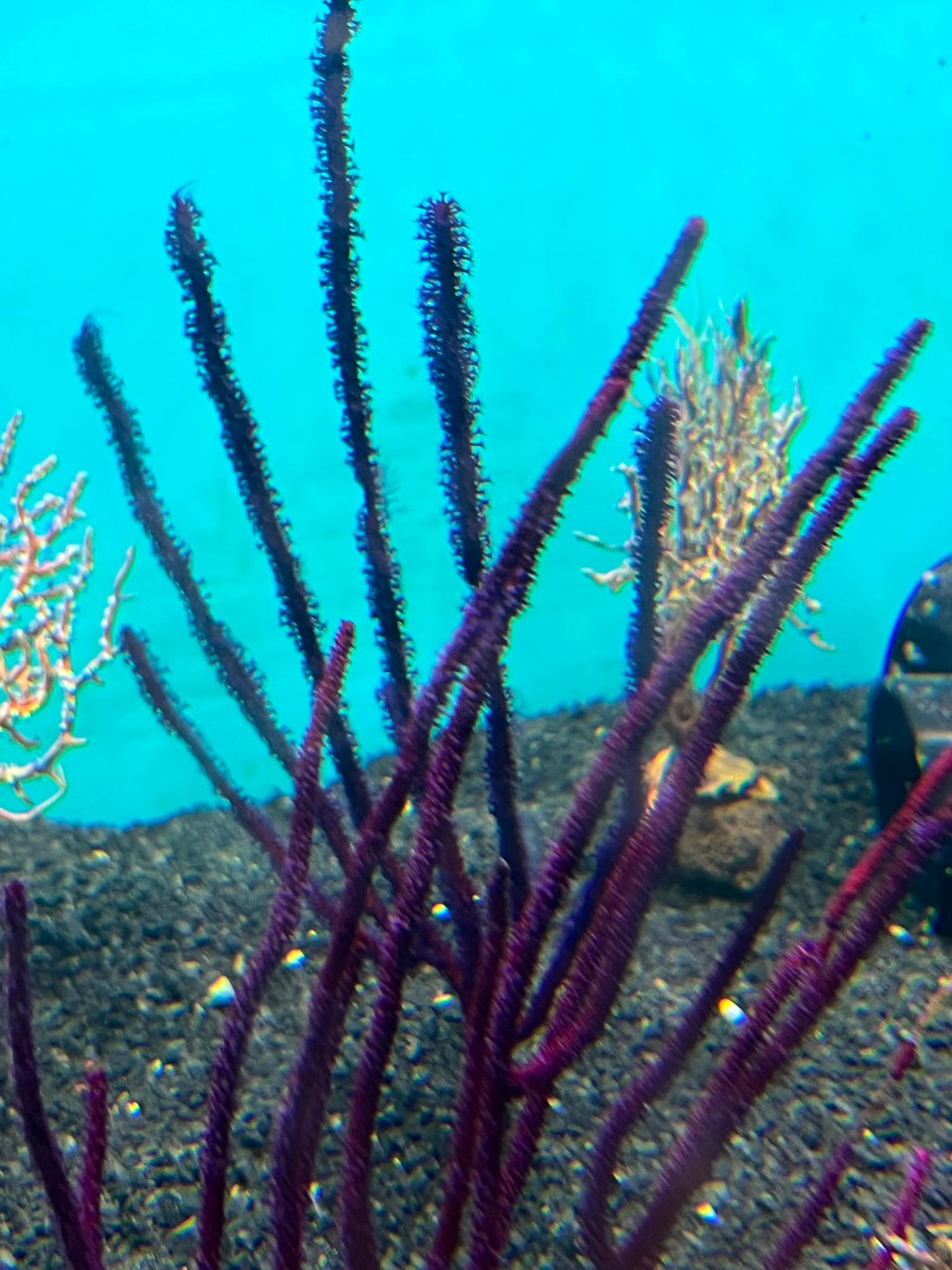 Purple Gorgonian