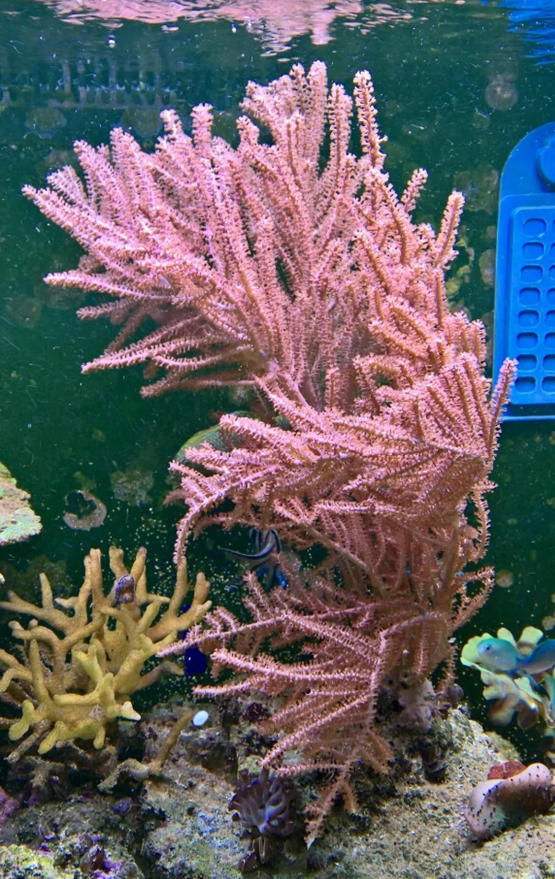 Gorgonian Pink/Purple