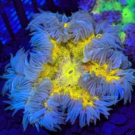 Rock Flower Anemones