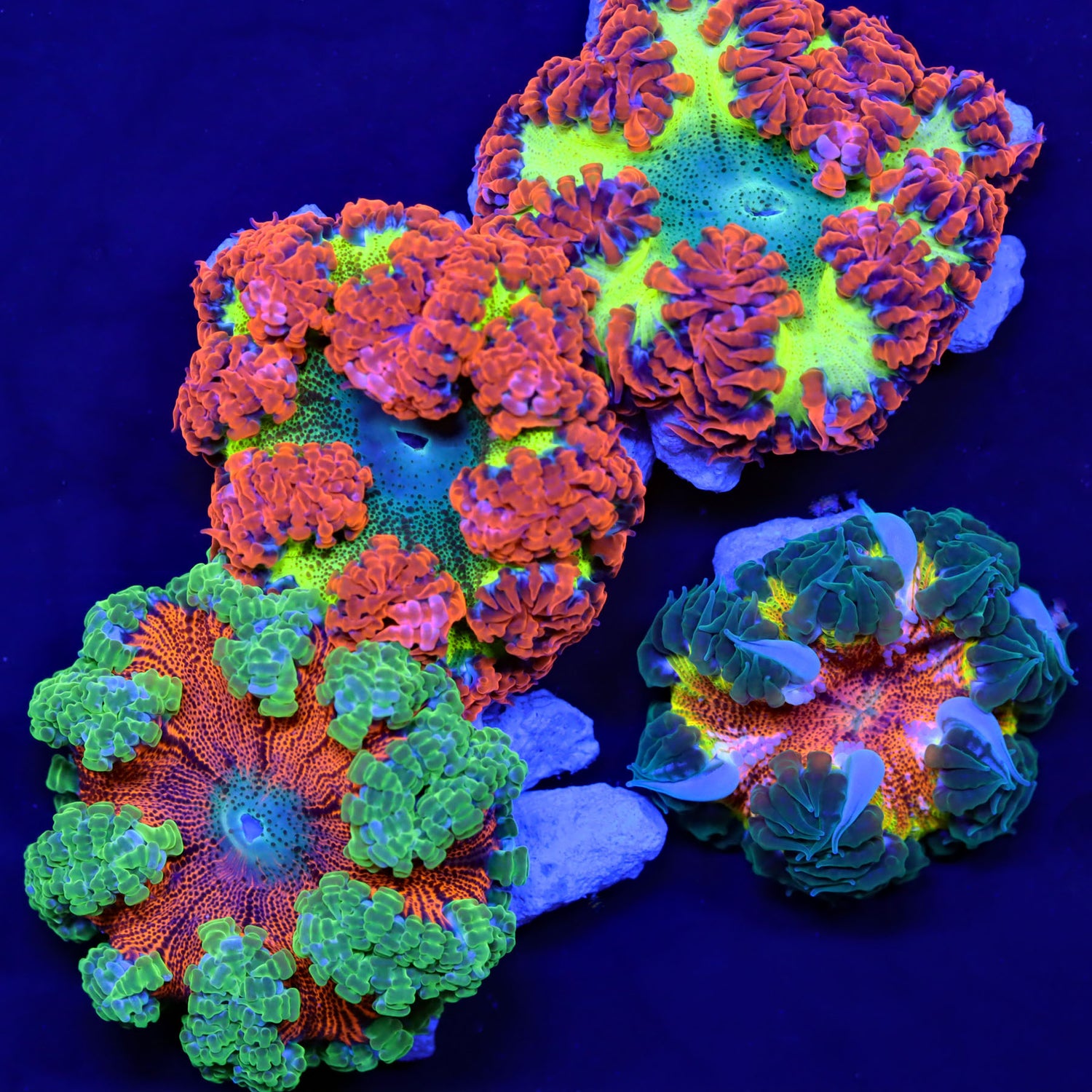 Rock Flower Anemones