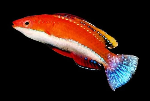 Red Fin Fairy Wrasse