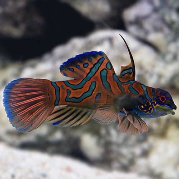Red Mandarin Goby