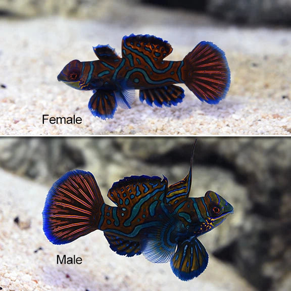 Red Mandarin Goby Pair (Captive Bred)