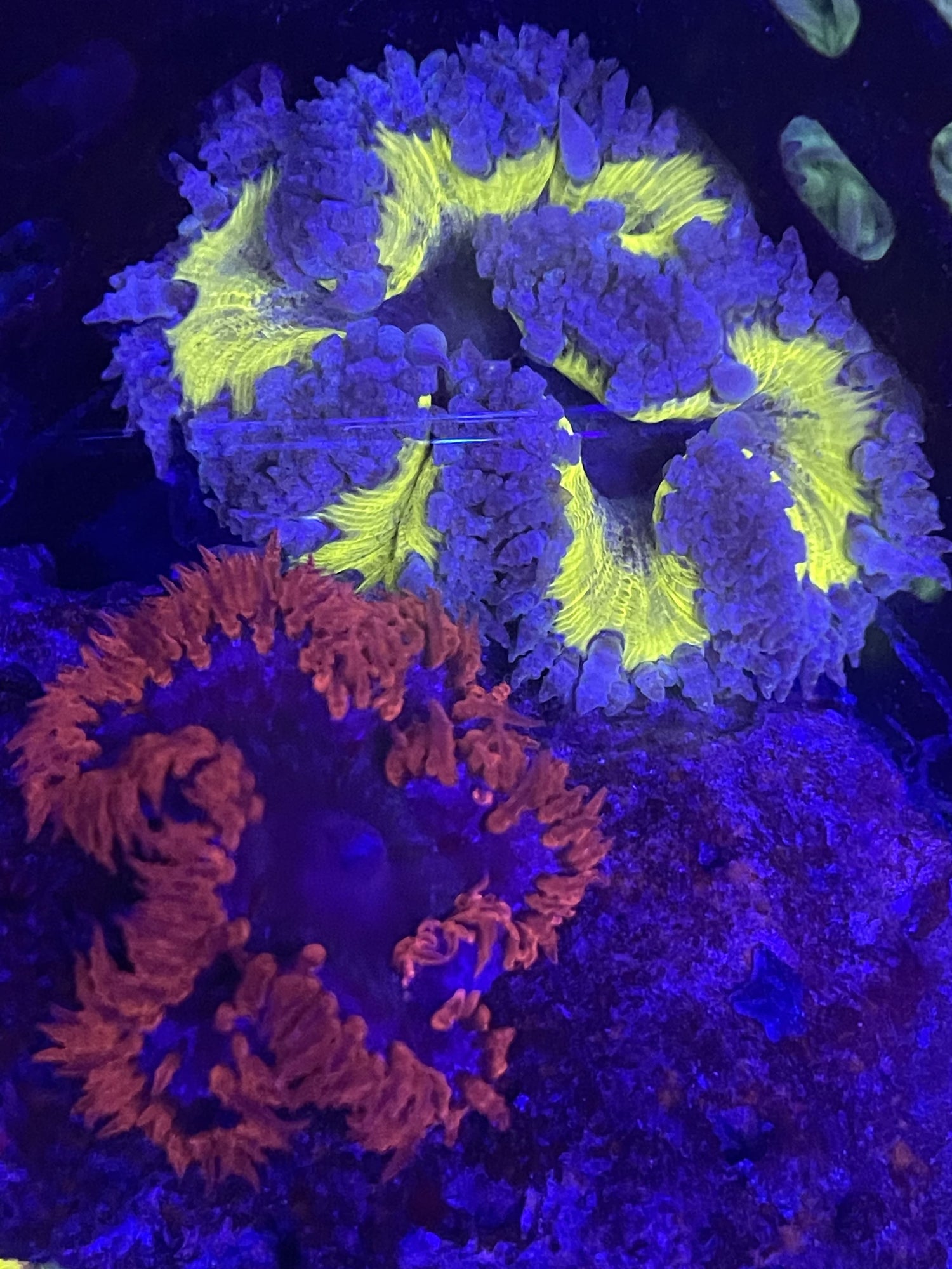 Rock Flower Anemones (L)