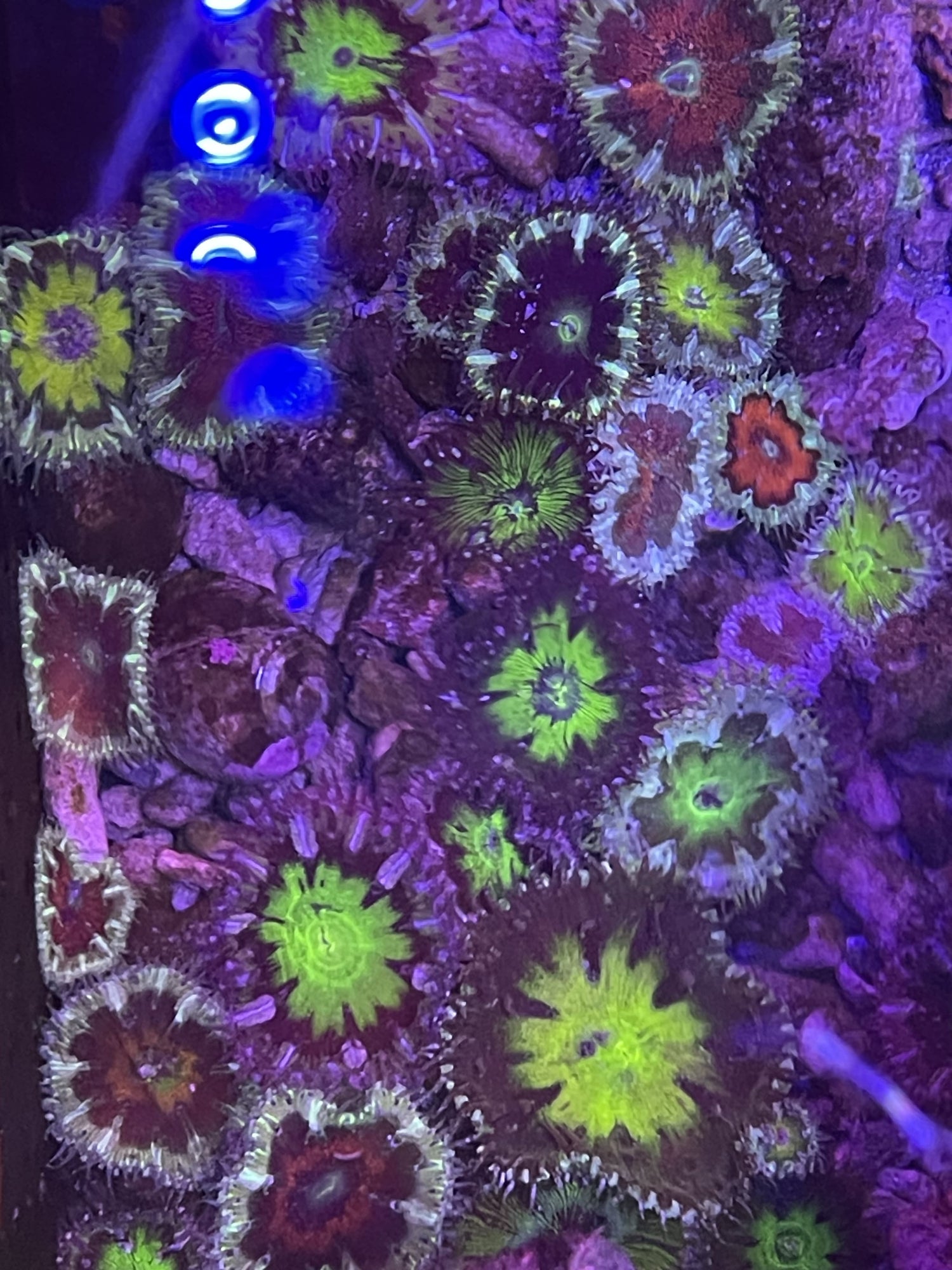 Rock Flower Anemones (Small)