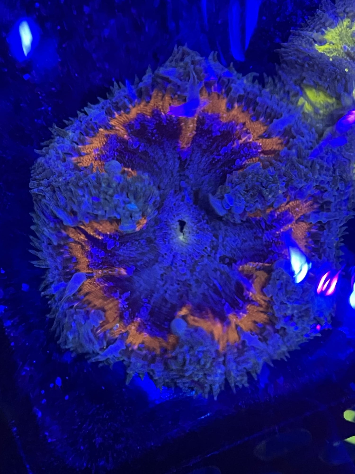 Rock Flower Anemones (L)