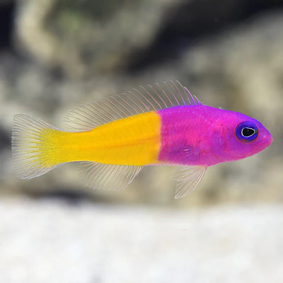 Royal Dottyback