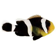 Saddleback Clownfish