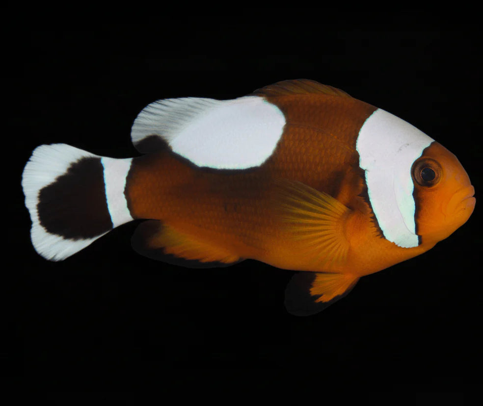 Saddleback Clownfish