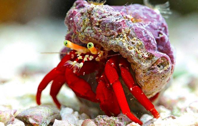 Scarlett Red Hermit Crab