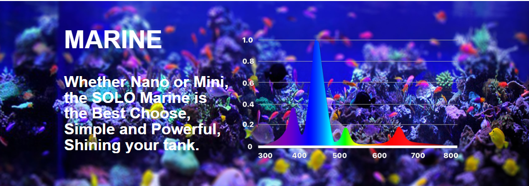 MicMol SOLO LED