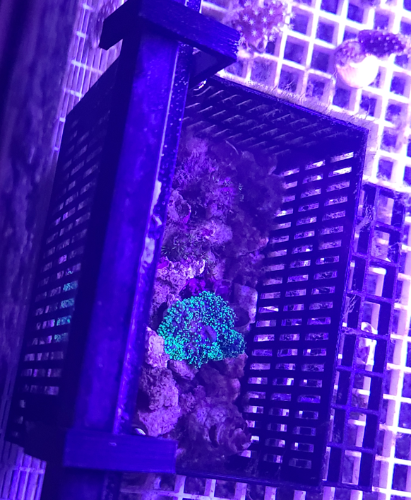 3D print - Coral Frag Box with rack