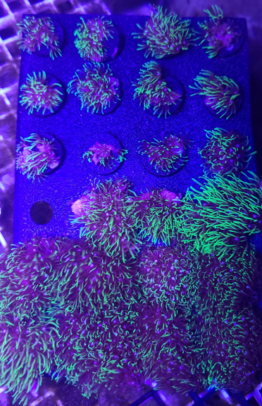 3D print - Coral Frag Stand