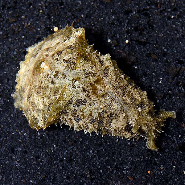 Sea Hare Slug