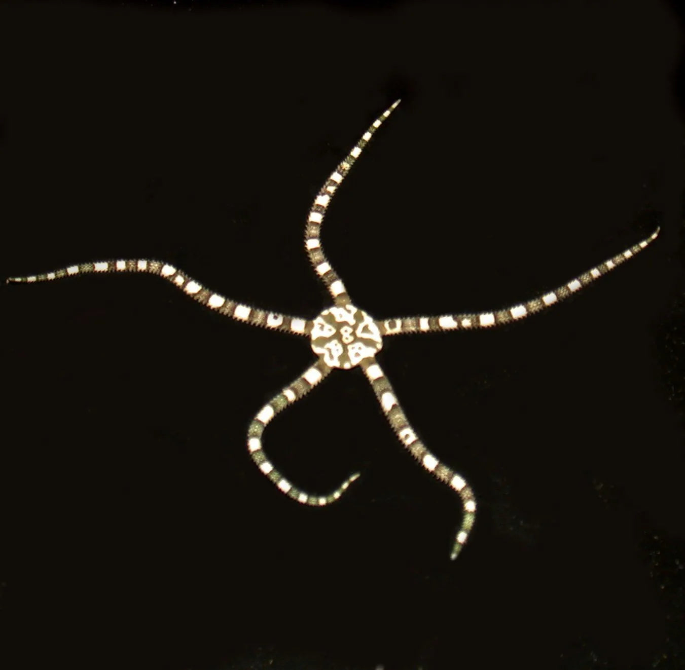 Serpent Starfish