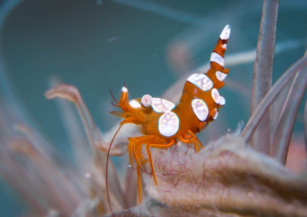 Sexy Shrimp