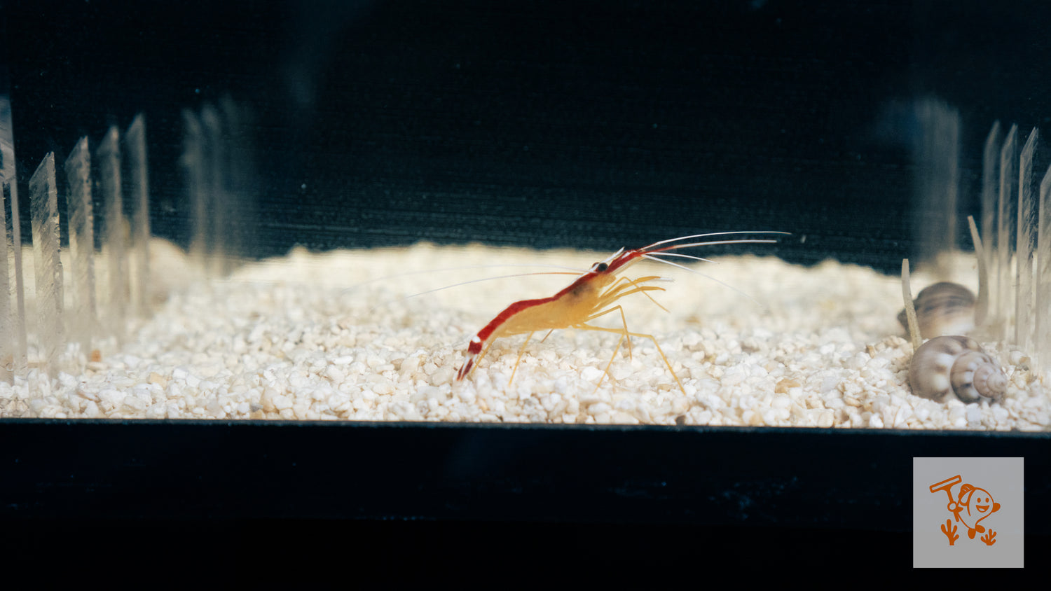 Cleaner Shrimp
