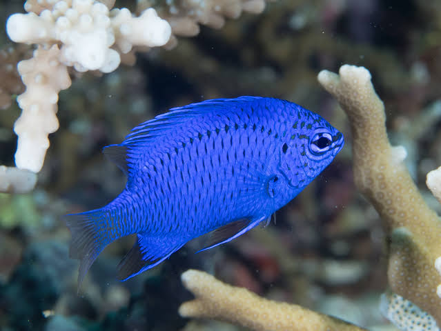 Springeri damsel (Blue Sapphire)