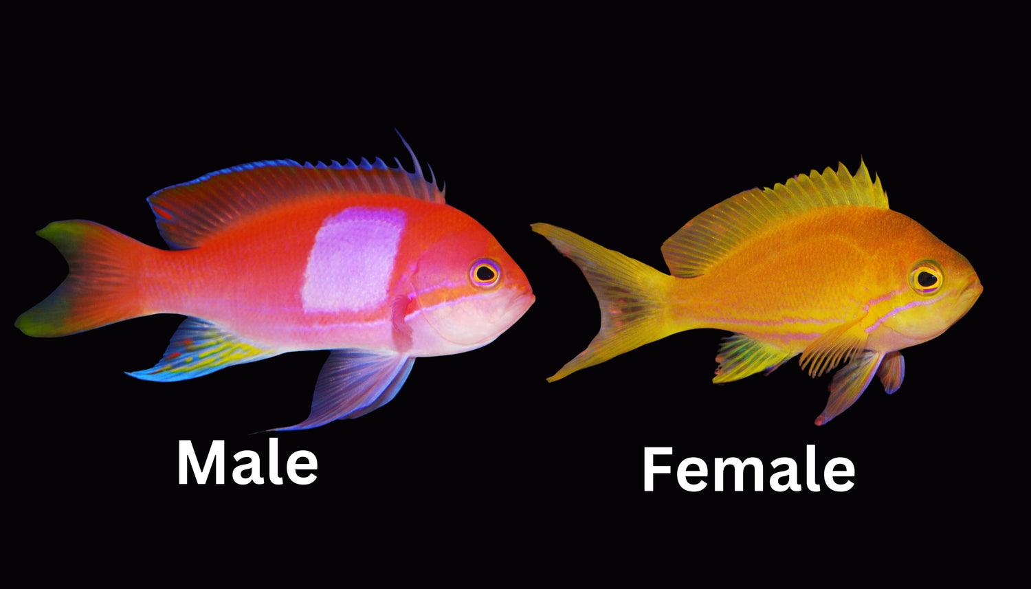 Square Anthias (XL sizes)