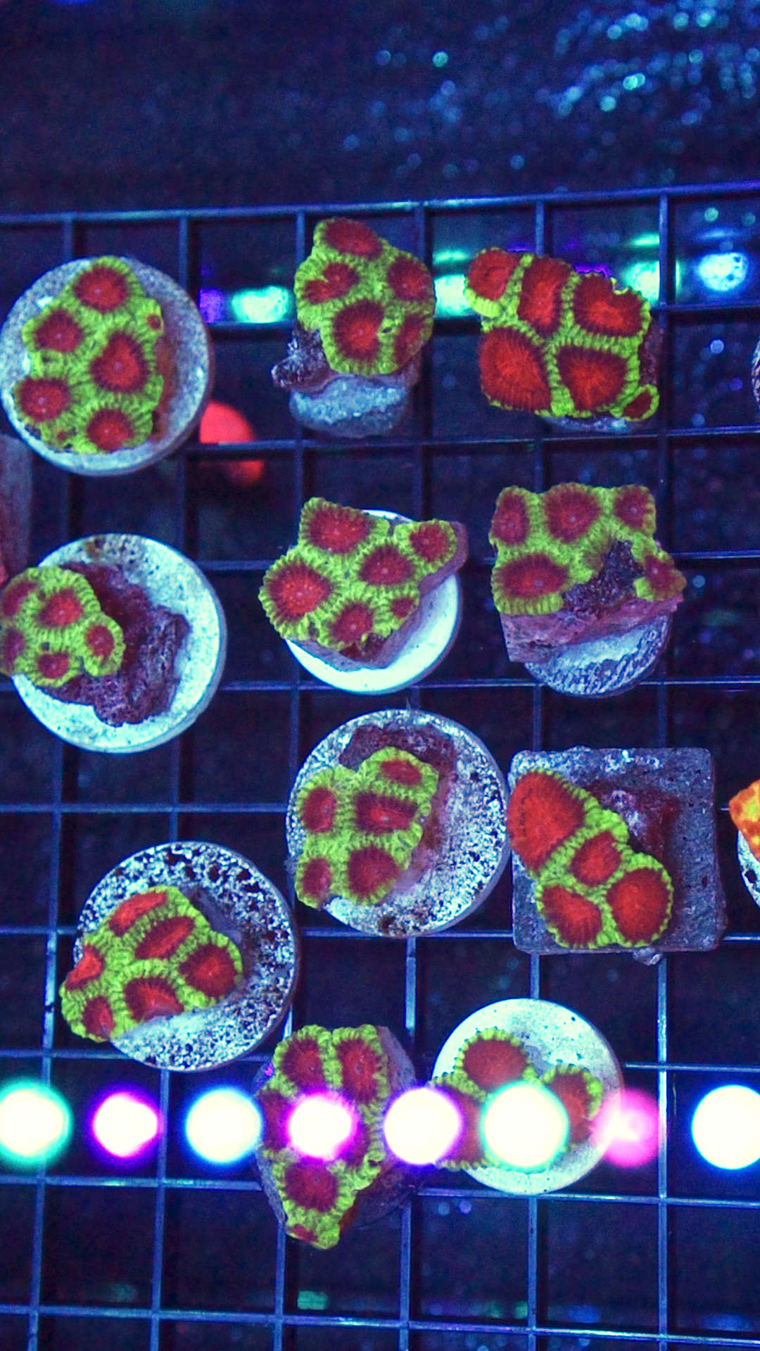 Tricolor Favia Colony (Frag)